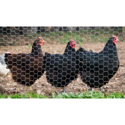 MESH WIRE Chicken 4'/1.2M(1.24)x100'/30.4M(0.5"/15MM) BWG20