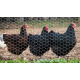 MESH WIRE Chicken 3'/0.9mx100'/30.4m(20gx1/2x3ft) BWG20/23